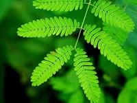 Mimosa pudica